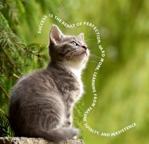 cat_example text on a path